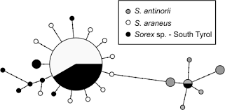 Attēlu rezultāti vaicājumam “Sorex sp.”