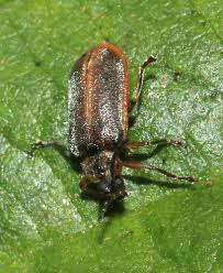 Attēlu rezultāti vaicājumam “Galerucella nymphaeae”