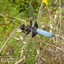 Attēlu rezultāti vaicājumam “Libellula depressa male”