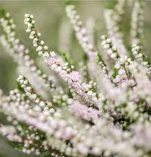 Attēlu rezultāti vaicājumam “Calluna vulgaris fruit”