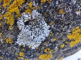 Attēlu rezultāti vaicājumam “Physconia detersa”