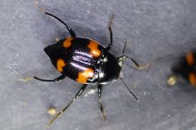 Attēlu rezultāti vaicājumam “Scaphidium quadrimaculatum”