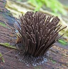 Attēlu rezultāti vaicājumam “Stemonitis marjana macro”