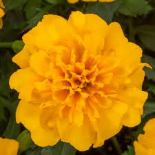 Image result for Tagetes patula
