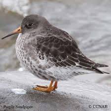 Attēlu rezultāti vaicājumam “Calidris maritima adult”
