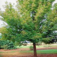 Attēlu rezultāti vaicājumam “Fraxinus pennsylvanica”