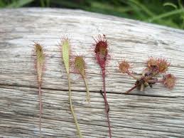 Attēlu rezultāti vaicājumam “Drosera x obovata leaf”