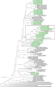 Attēlu rezultāti vaicājumam “Trichia botrytis var. cerifera macro”