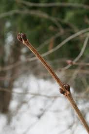 Attēlu rezultāti vaicājumam “Viburnum opulus bud”