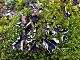 Attēlu rezultāti vaicājumam “Peltigera malacea”