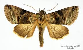 Attēlu rezultāti vaicājumam “Abrostola tripartita”