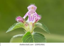 Attēlu rezultāti vaicājumam “Galeopsis tetrahit”