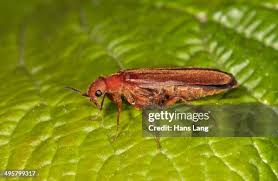 Attēlu rezultāti vaicājumam “Rhagonycha fulva”