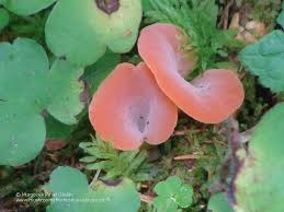 Attēlu rezultāti vaicājumam “Tremiscus helvelloides”