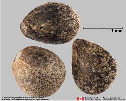 Attēlu rezultāti vaicājumam “Galeopsis tetrahit”