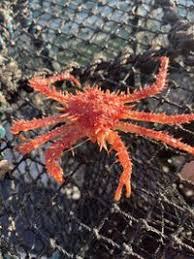 Image result for Lithodes maja