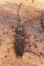 Attēlu rezultāti vaicājumam “Dendrophagus crenatus”