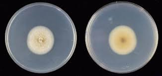 Attēlu rezultāti vaicājumam “Pylaisia polyantha sporophyte”