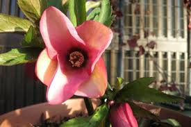 「花薔薇エルフ」の画像検索結果