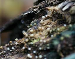 Attēlu rezultāti vaicājumam “Comatricha sp.”