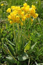 Image result for Primula veris