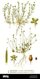 Attēlu rezultāti vaicājumam “Sagina procumbens”