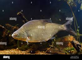 Attēlu rezultāti vaicājumam “Abramis brama”