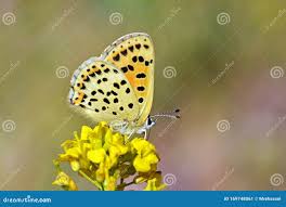 Attēlu rezultāti vaicājumam “Lycaena tityrus”