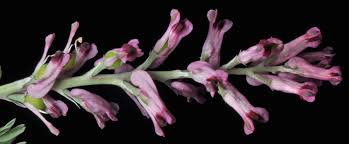 Image result for Fumaria officinalis