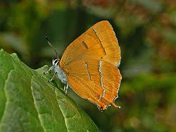 Attēlu rezultāti vaicājumam “Thecla betulae male”