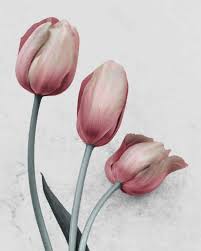 Attēlu rezultāti vaicājumam “Tulipa gesneriana”