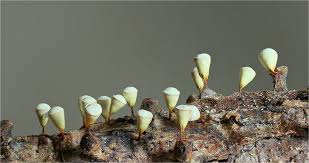 Attēlu rezultāti vaicājumam “Craterium minutum”