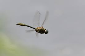 Attēlu rezultāti vaicājumam “Cordulidae”