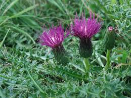Attēlu rezultāti vaicājumam “Cirsium acaule leaf”