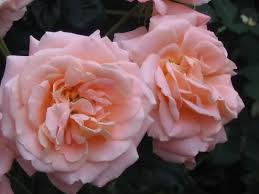 Castle Rose Lambert Poulcs 006 - Seite 1 - Rund um die Rose - Mein ...