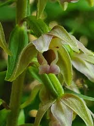 Attēlu rezultāti vaicājumam “Epipactis helleborine”
