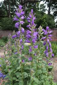 Attēlu rezultāti vaicājumam “Campanula latifolia”