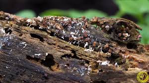 Attēlu rezultāti vaicājumam “Cribraria vulgaris macro”