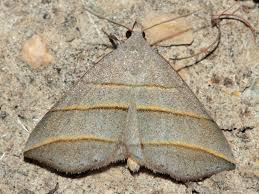 Attēlu rezultāti vaicājumam “Colobochyla salicalis”