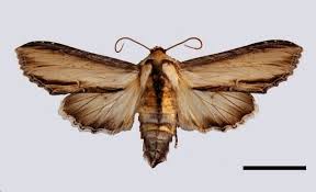 Attēlu rezultāti vaicājumam “Shargacucullia scrophulariae larva”