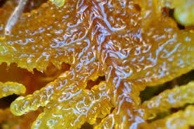 Attēlu rezultāti vaicājumam “Palustriella”