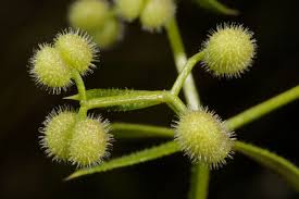 Attēlu rezultāti vaicājumam “Galium aparine fruit”