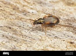 Attēlu rezultāti vaicājumam “Bembidion litorale”