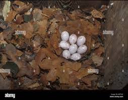 Attēlu rezultāti vaicājumam “Sitta europaea nest”