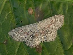 Attēlu rezultāti vaicājumam “Cyclophora pendularia”