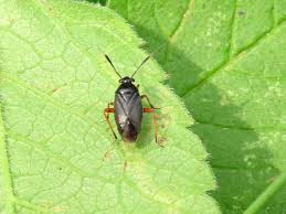 Attēlu rezultāti vaicājumam “Capsus ater”