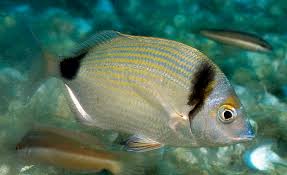 Image result for Diplodus