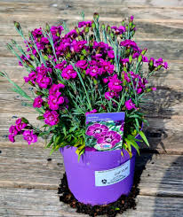 Image result for Steinnelke