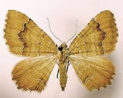 Attēlu rezultāti vaicājumam “Camptogramma bilineata”