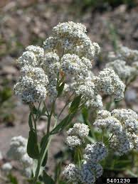 Attēlu rezultāti vaicājumam “Lepidium latifolium flower”